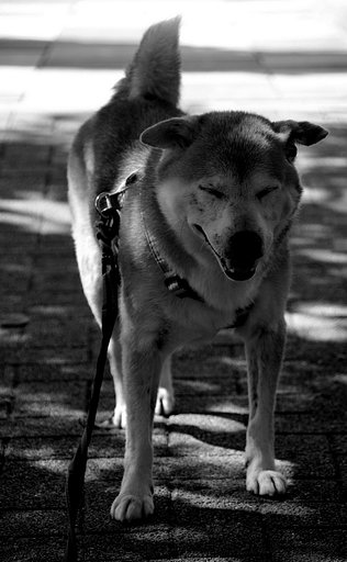 【秋影】カイちゃんは老犬になりました