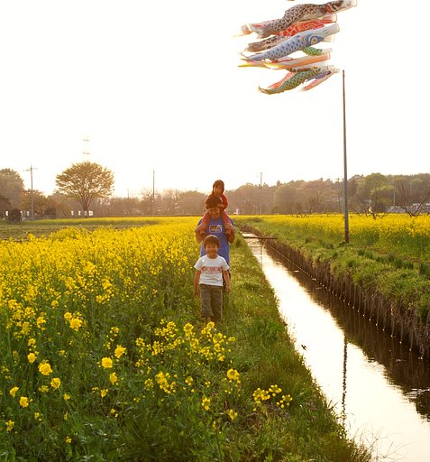 菜の花畑で