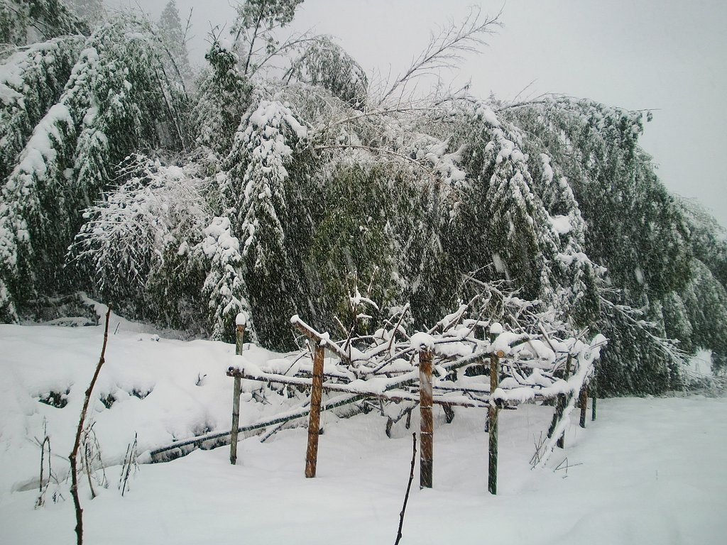 15時前のキウイ畑の大雪？