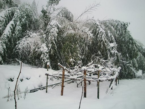 15時前のキウイ畑の大雪？
