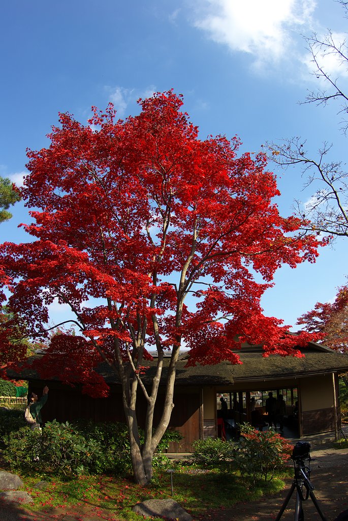 日本庭園