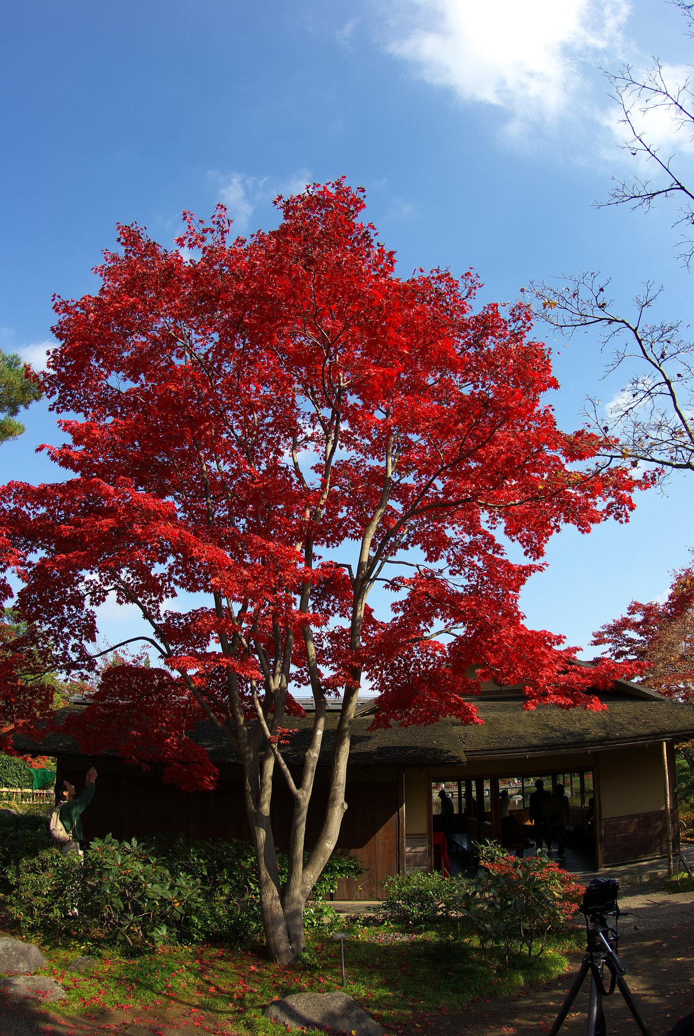 日本庭園