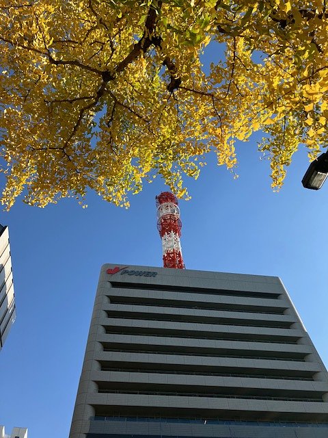 木挽町のビルとイチョウ