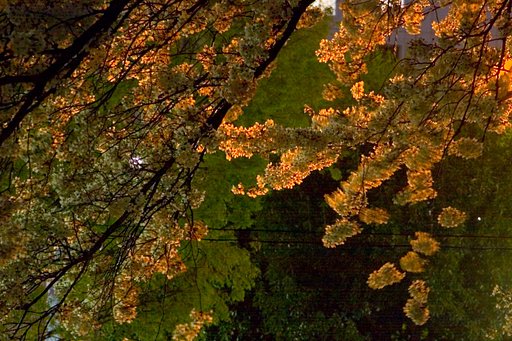 失敗桜その２