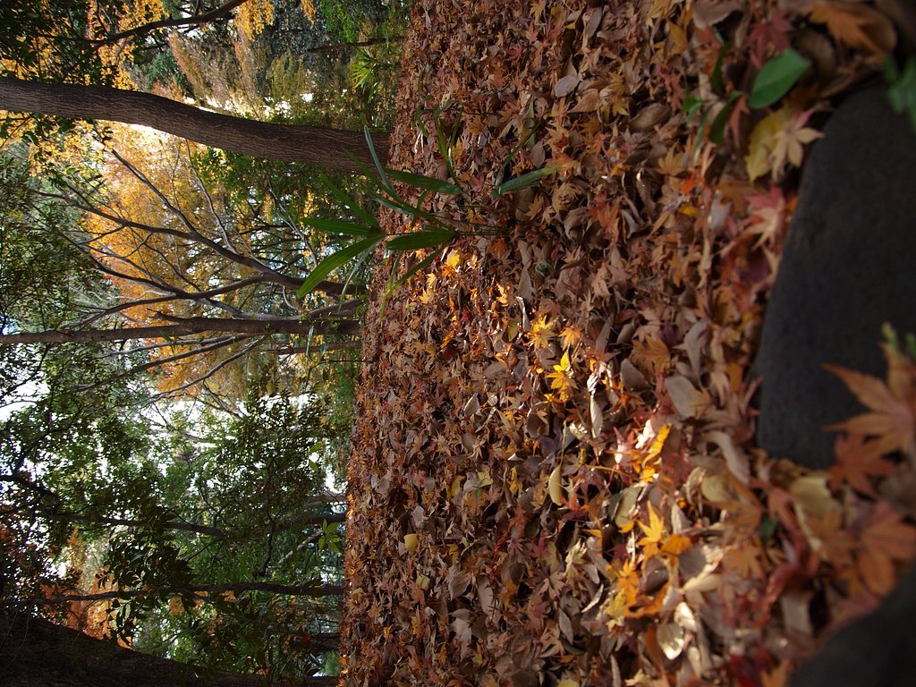 ミックス紅葉