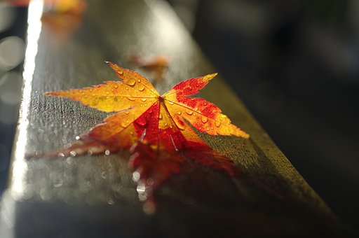 秋の終わりの雨上がり