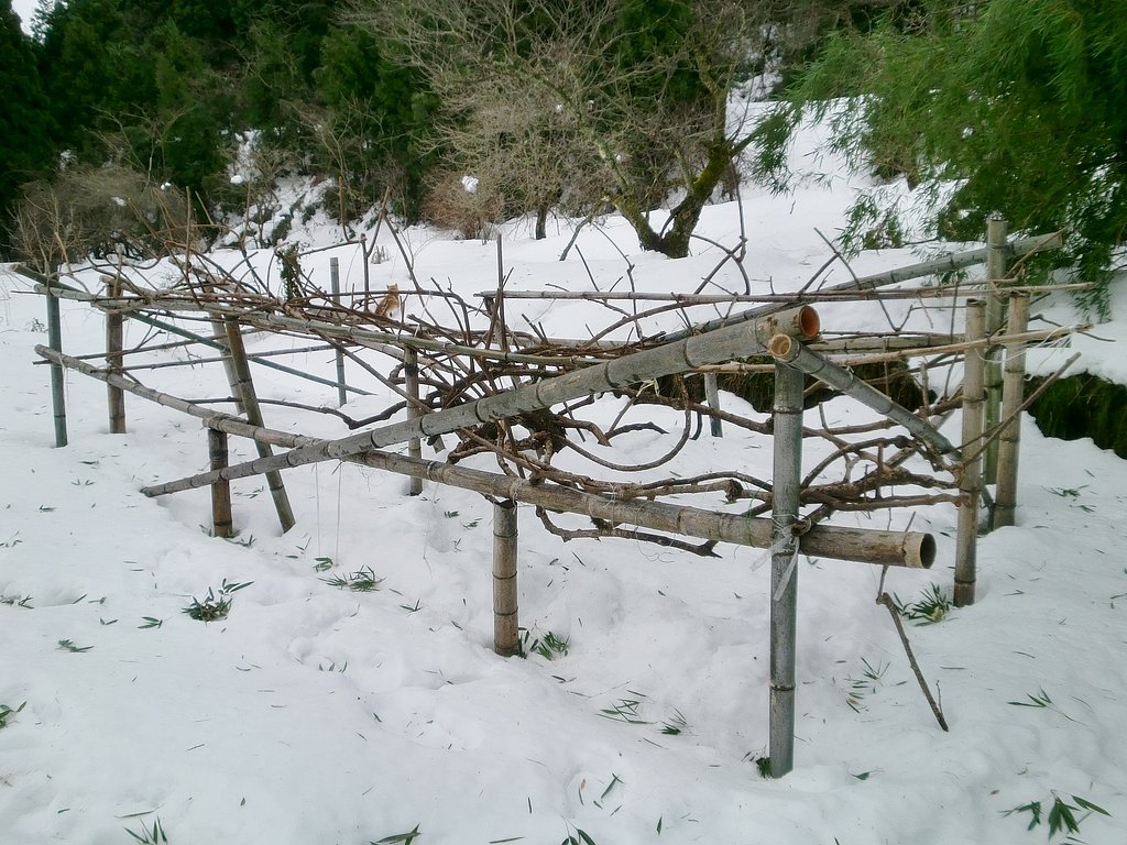 キウイ畑も大分雪解け