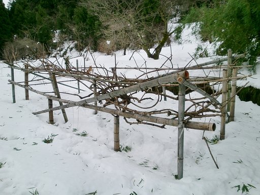 キウイ畑も大分雪解け