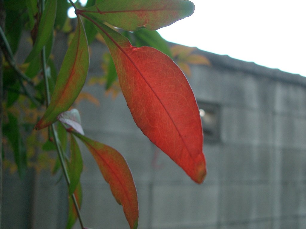 陰でも