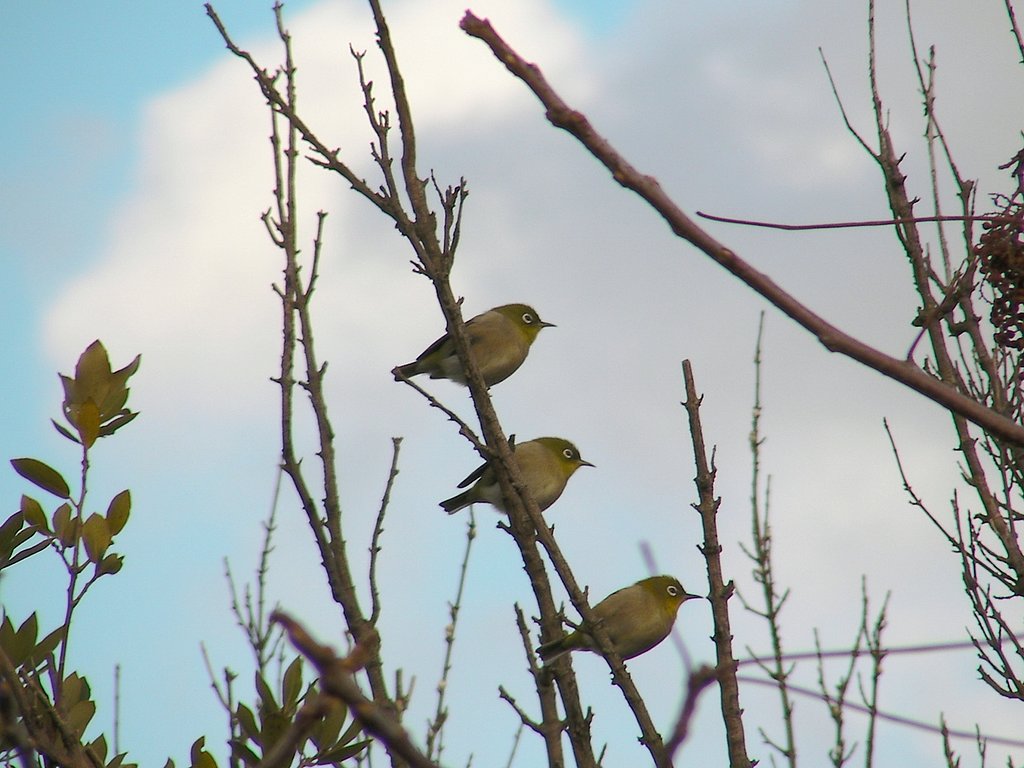 トリオ・ザ・メジローズ