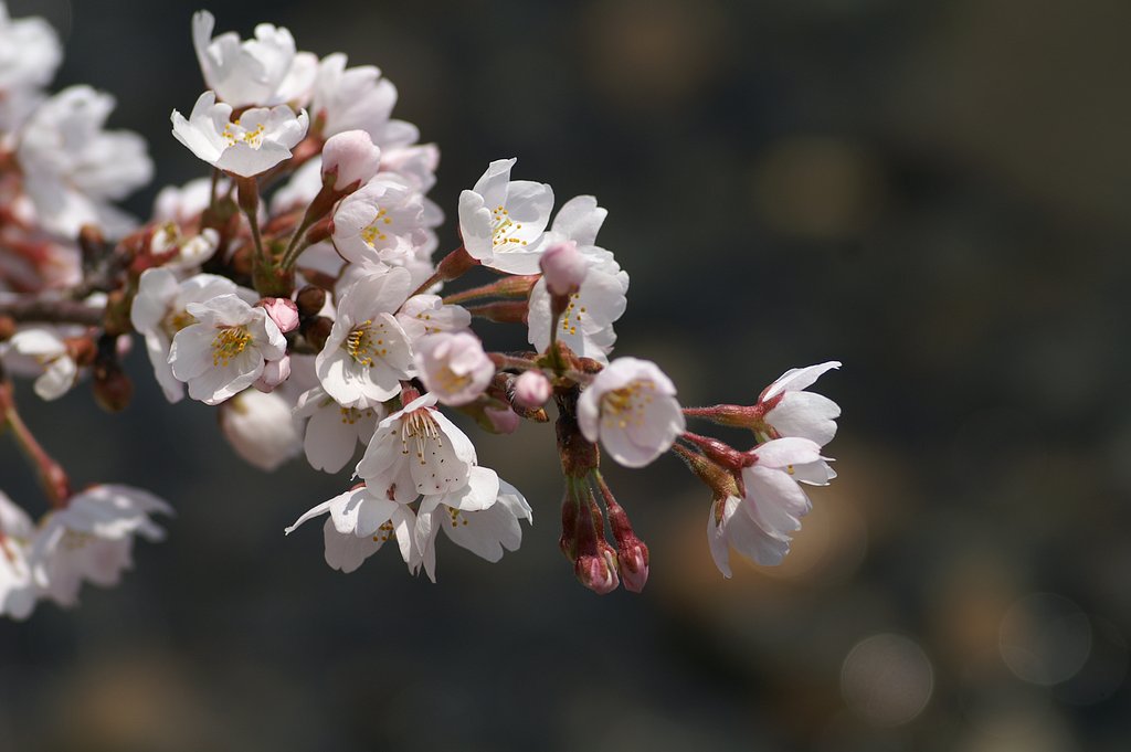 海津大崎の桜