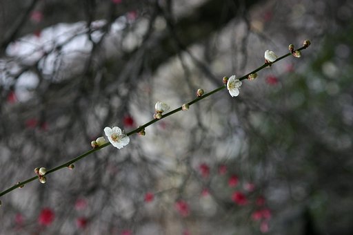さがり梅（白）