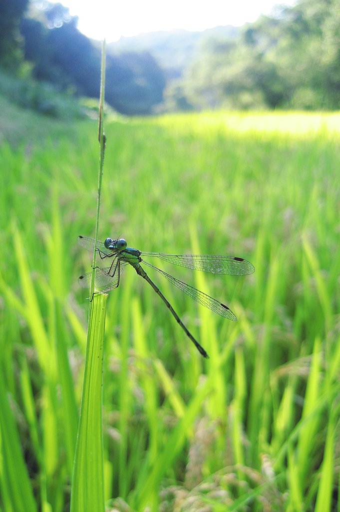 【秋影】稲葉で遊ぶ、山陰に