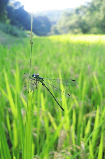 【秋影】稲葉で遊ぶ、山陰に