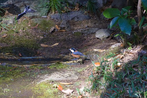 水場のヤマガラ