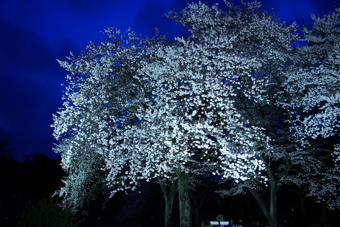 夜の花