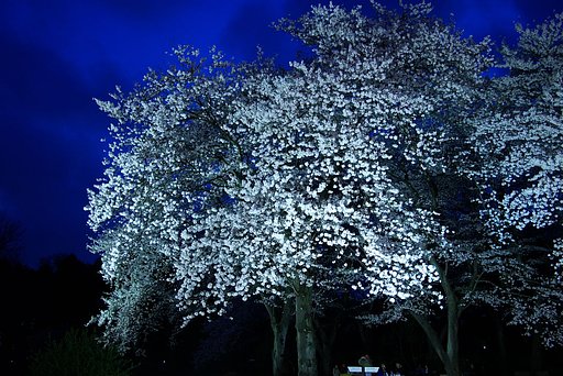 夜の花