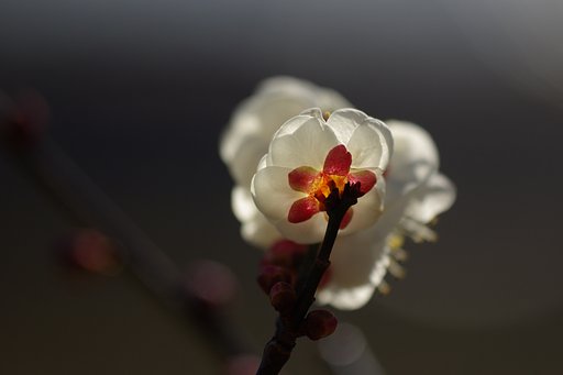 梅ひらく
