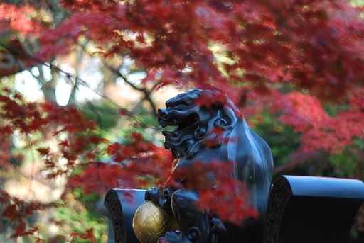豪徳寺紅葉情報