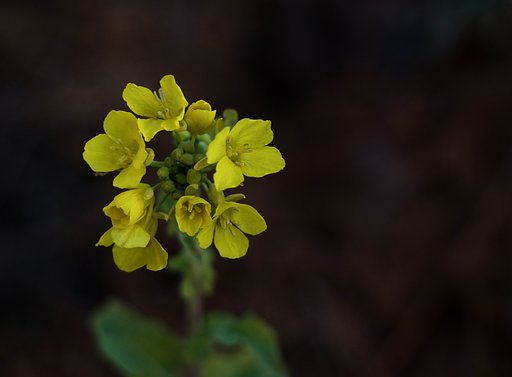 「ときめきの色」菜の花？