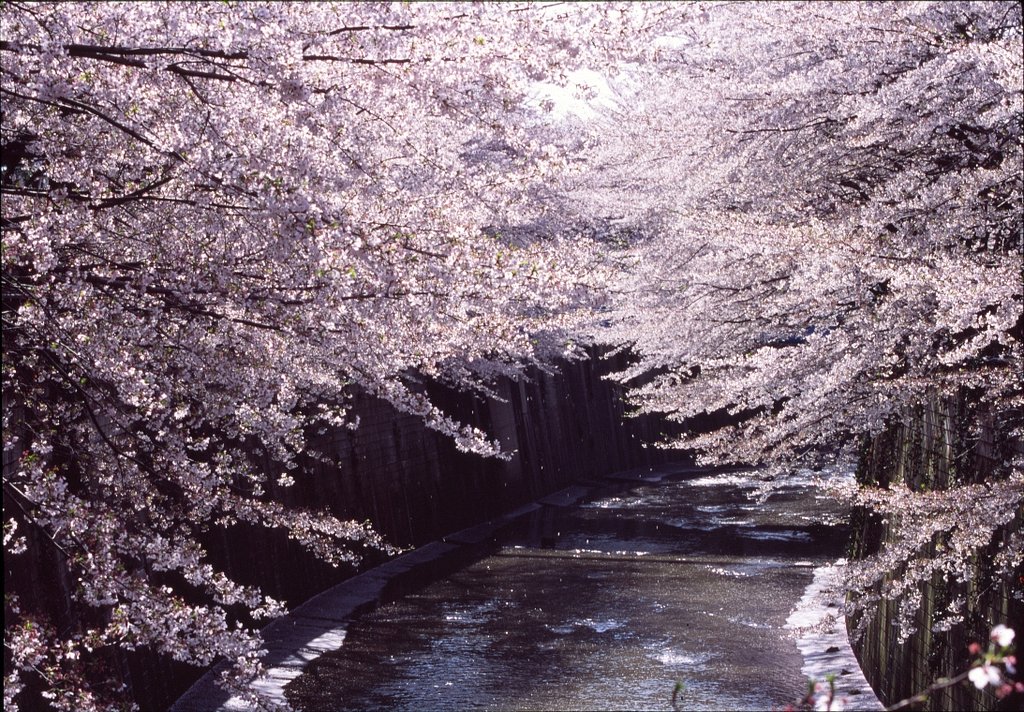 桜撮影のテーマ？