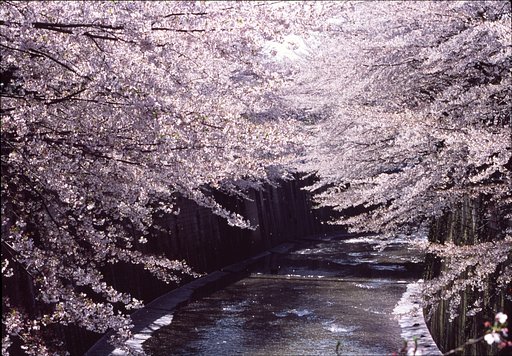 桜撮影のテーマ？