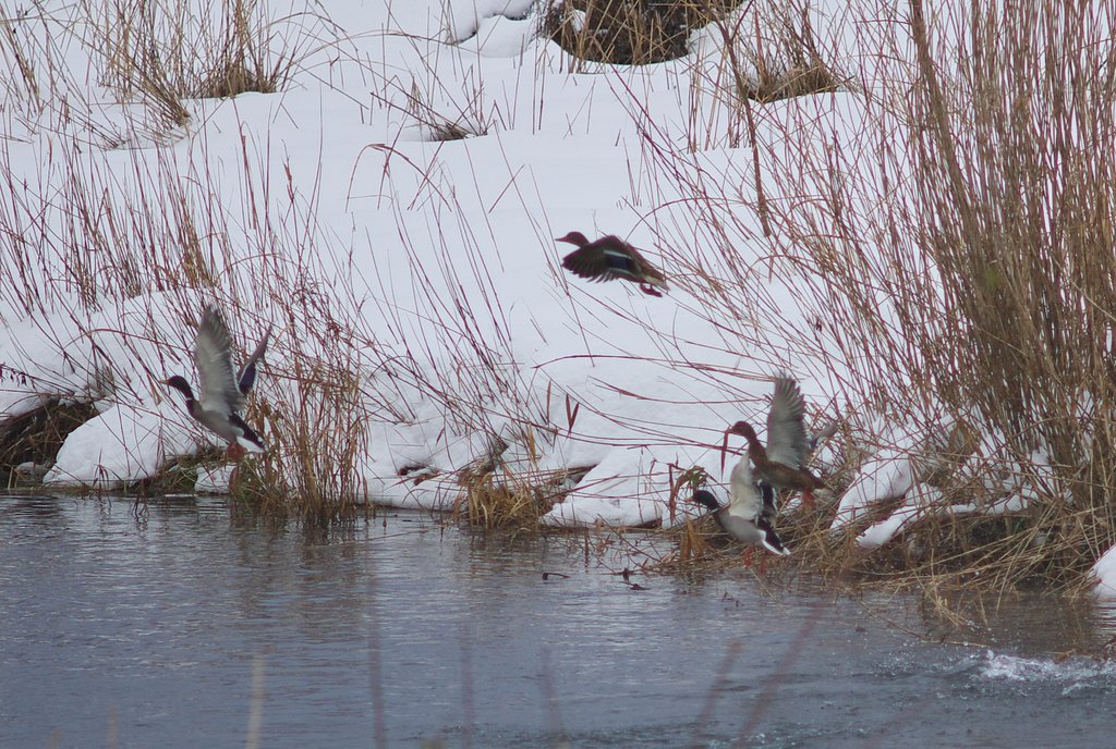 マガモさん蒲生川から飛翔！