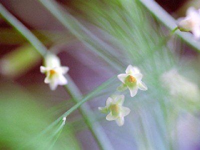けなげな花