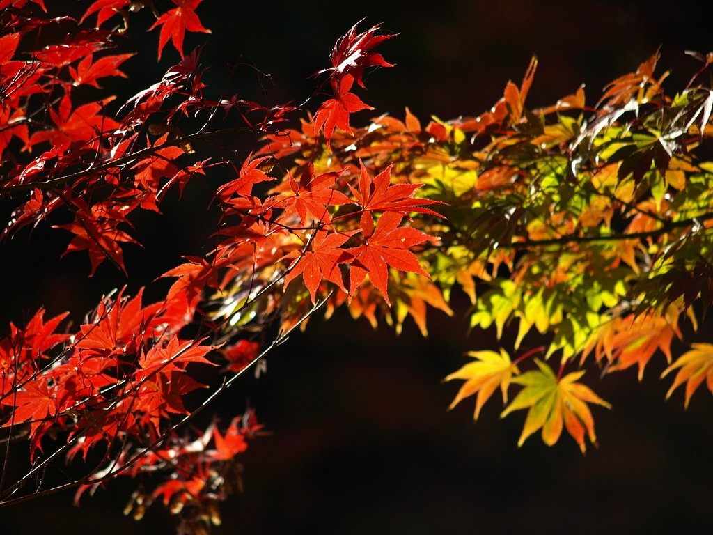 闇に浮かぶ紅葉