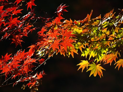 闇に浮かぶ紅葉