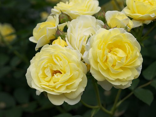 【トキメキの色】白薔薇