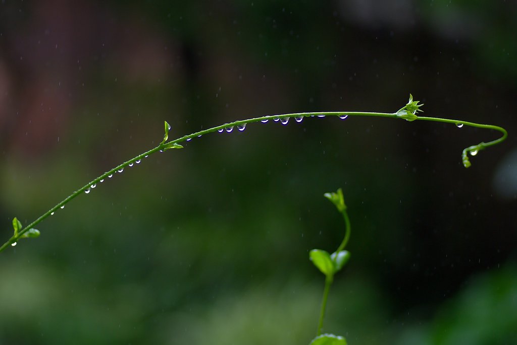 水玉の整列