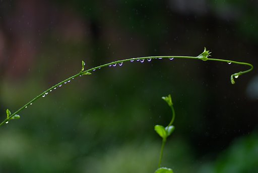 水玉の整列