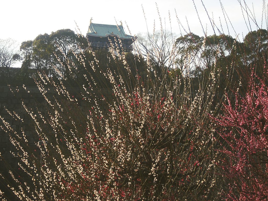 【トキメキの色】大阪城と梅
