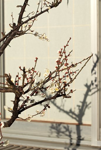 「トキメキの色」白梅　ふたたび