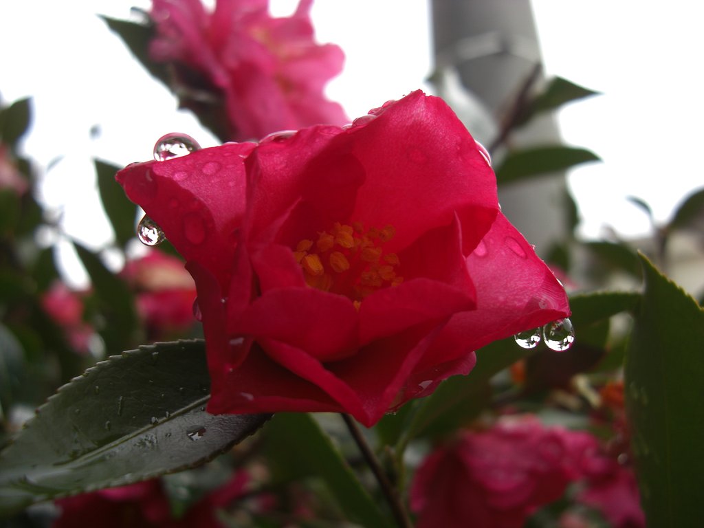 今朝の庭先の花