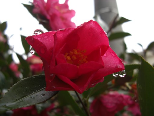 今朝の庭先の花
