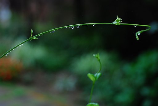 雨の日