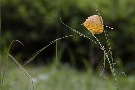 つかまえた【秋影】