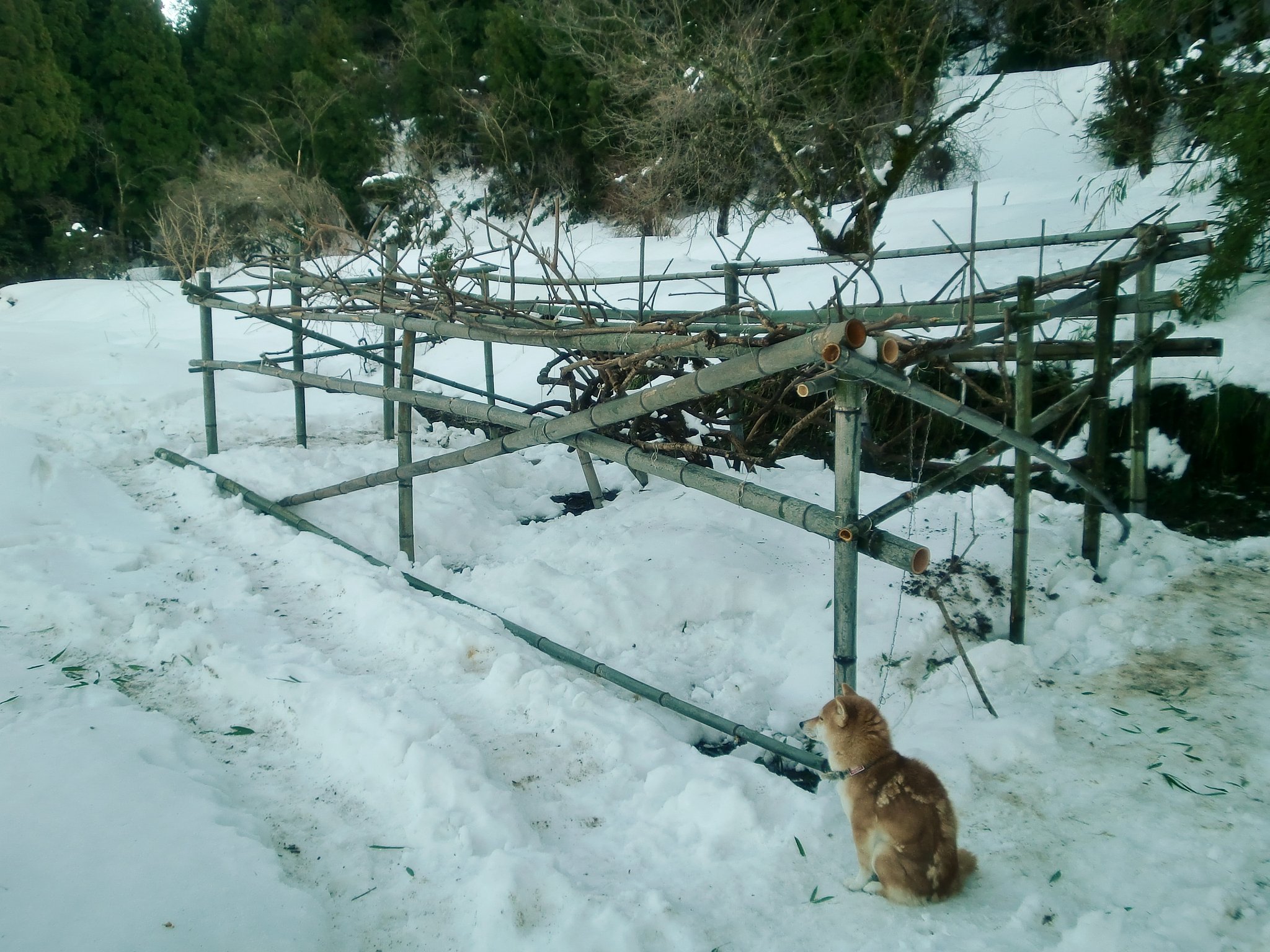 キウイだな補強が大分進みました。
