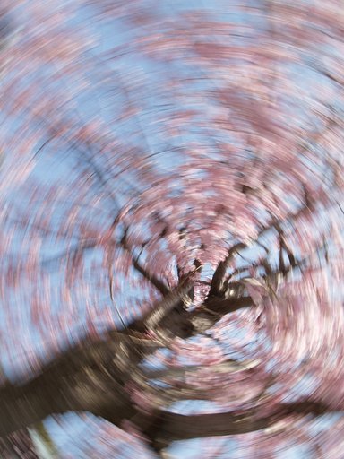 ぐるぐる桜