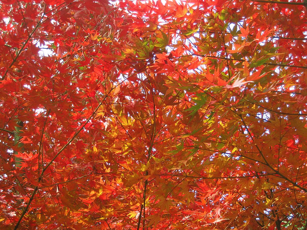 紅葉満開