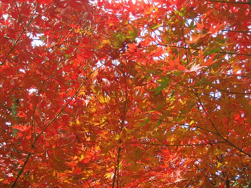 紅葉満開