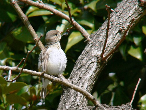 珍しい鳥在庫から