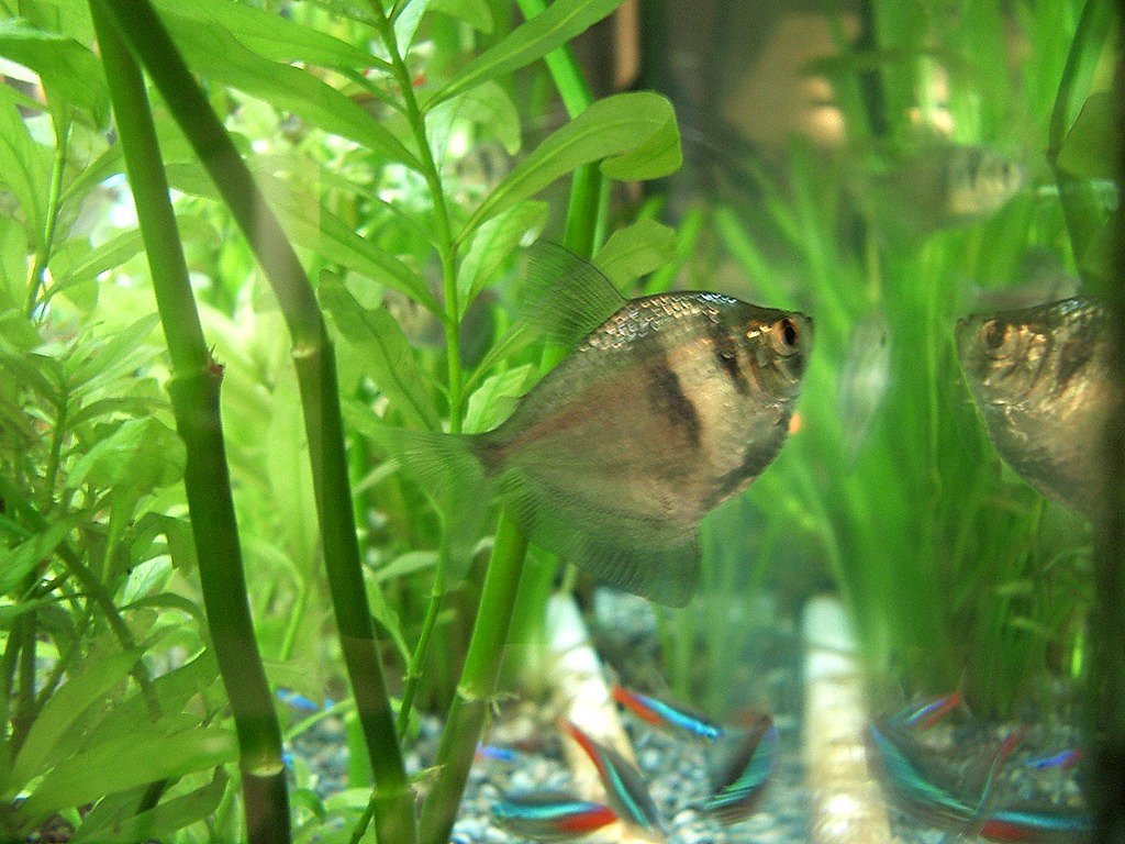 熱帯魚その２の別角度