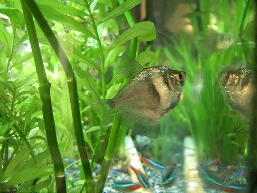 熱帯魚その２の別角度