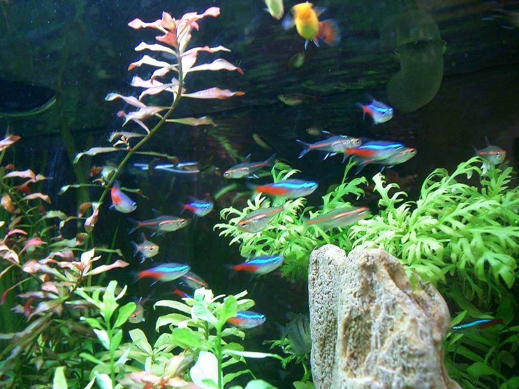 熱帯魚その３