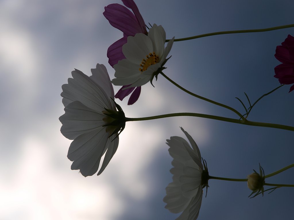 もうひとつのcosmos