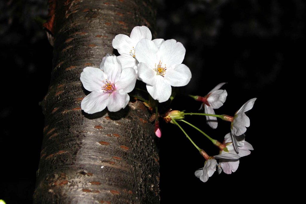夜桜