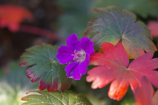葉の形が変わった花